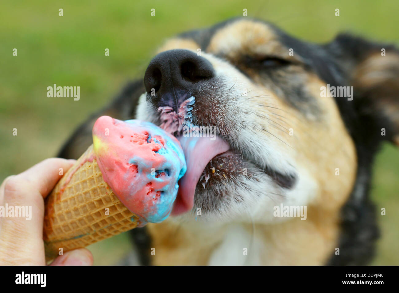 close up of a German Shepherd Mix Dog licking a rainbow ... close up of a German Shepherd Mix Dog licking a rainbow