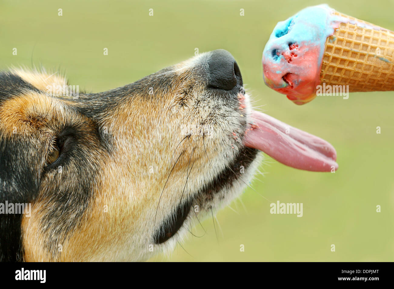 can dogs eat ice cream uk