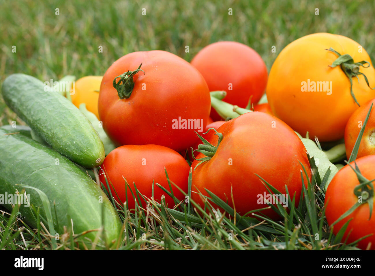 A pile of freshly picked vegetables;, tomatoes, cucumbers, and green beans, is laying outside in the green grass on a summer day Stock Photo
