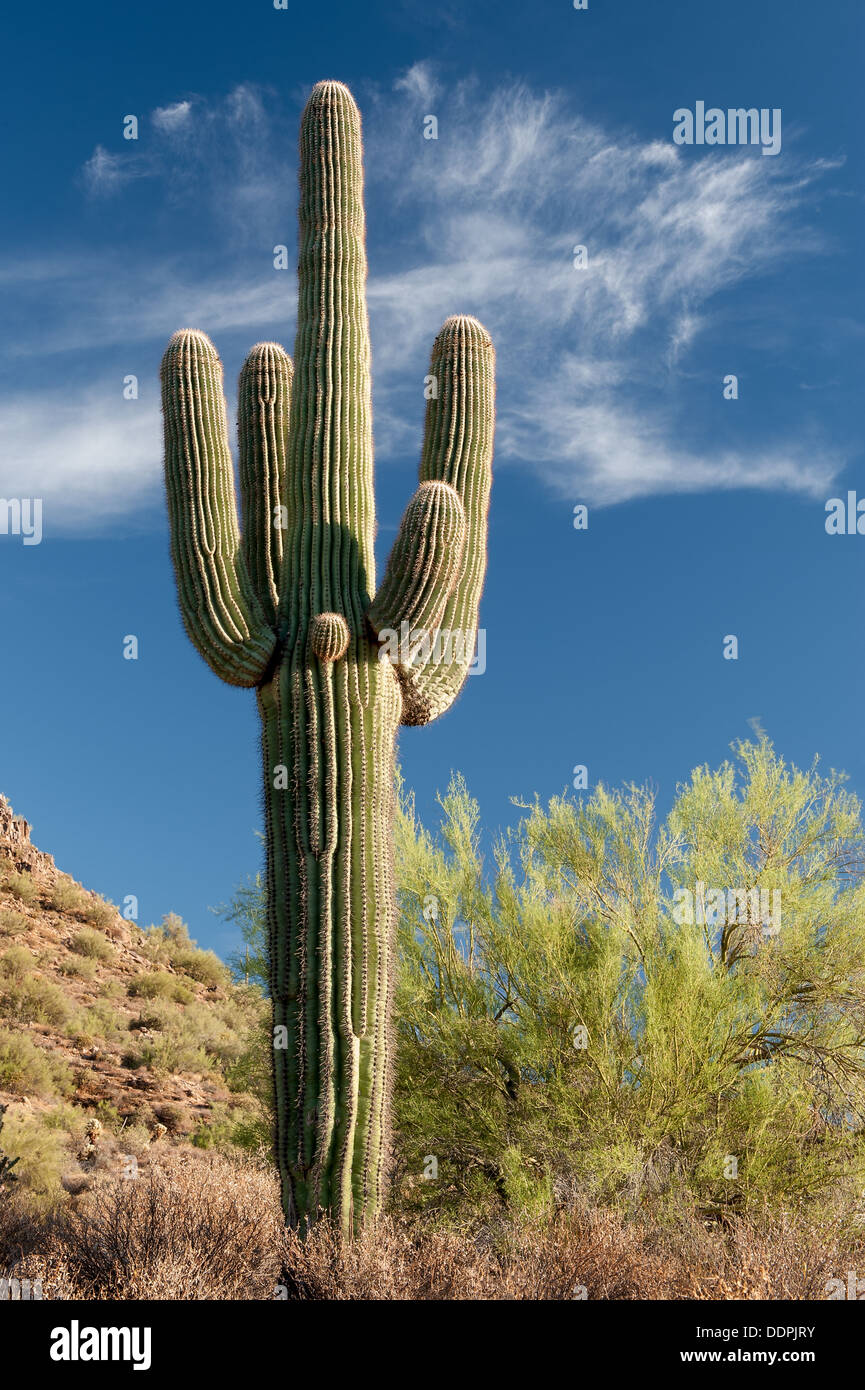 A typical scene in the Sonoran desert Stock Photo - Alamy