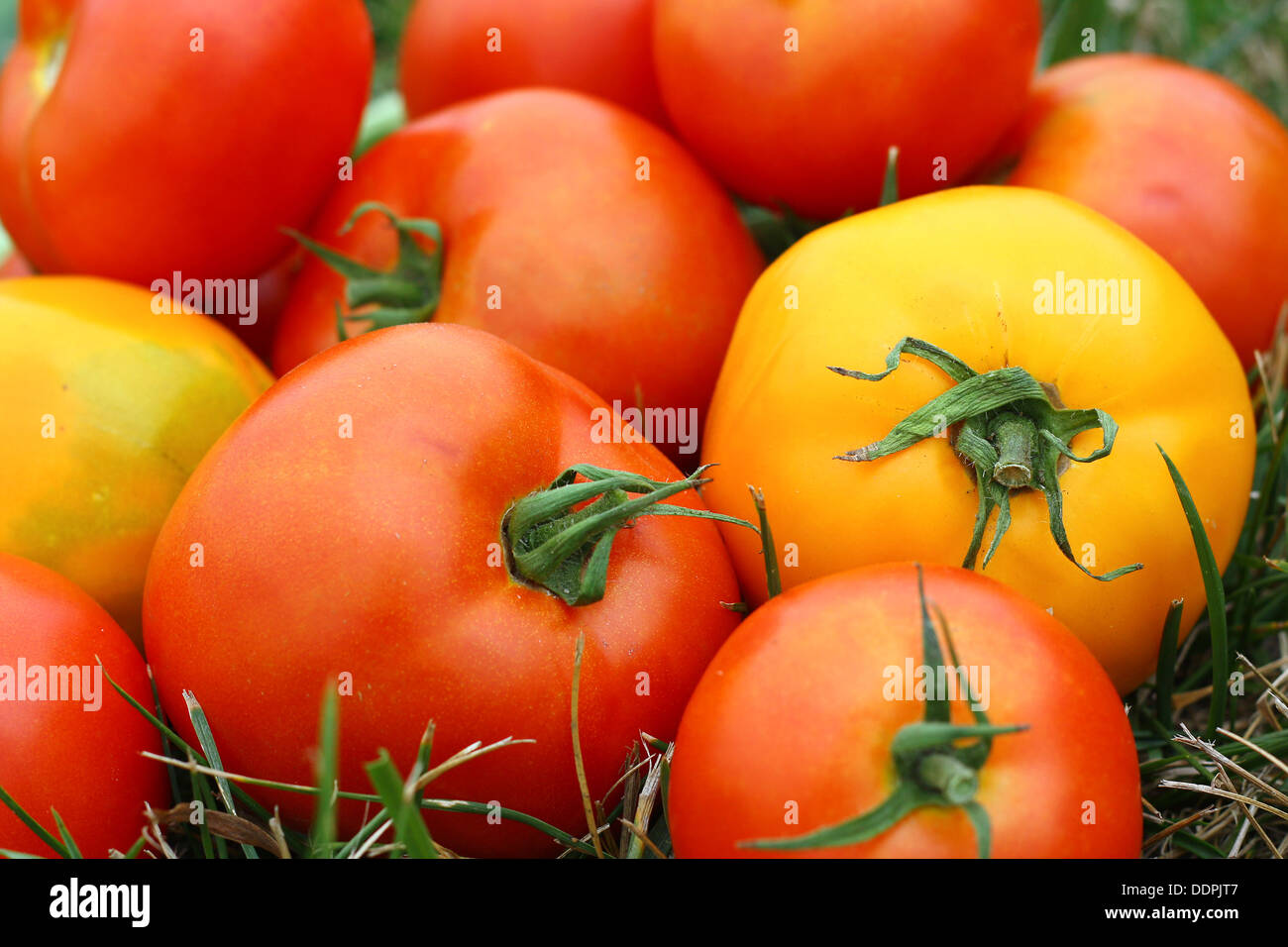 A pile of healthy, fresh picked red and yellow tomatoes is laying outside in the grass Stock Photo