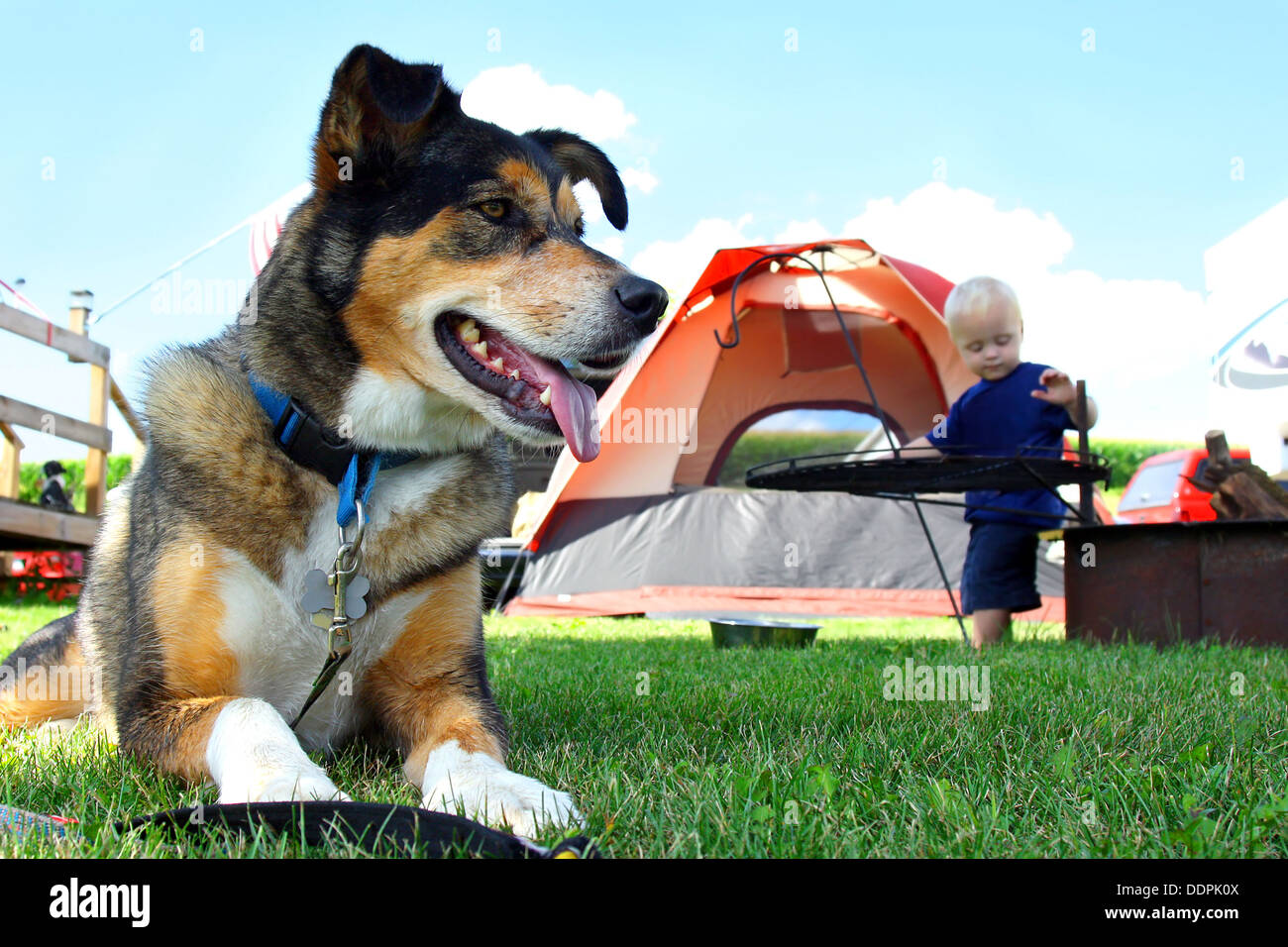 A happy, friendly German Shepherd dog is laying at a campground by a tent and fireplace, as a baby plays in the background Stock Photo