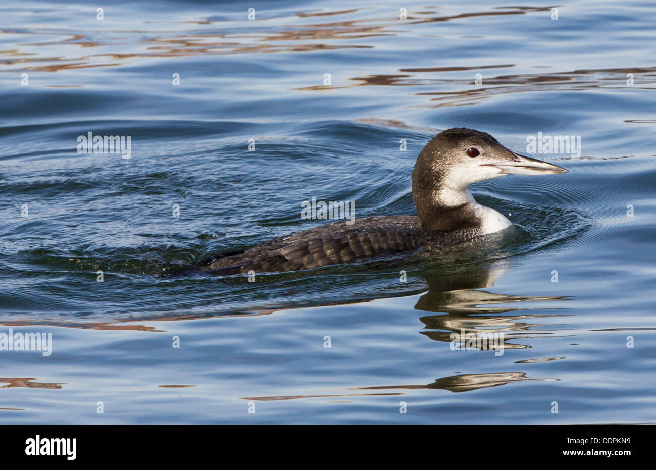 Loon diving hires stock photography and images Alamy