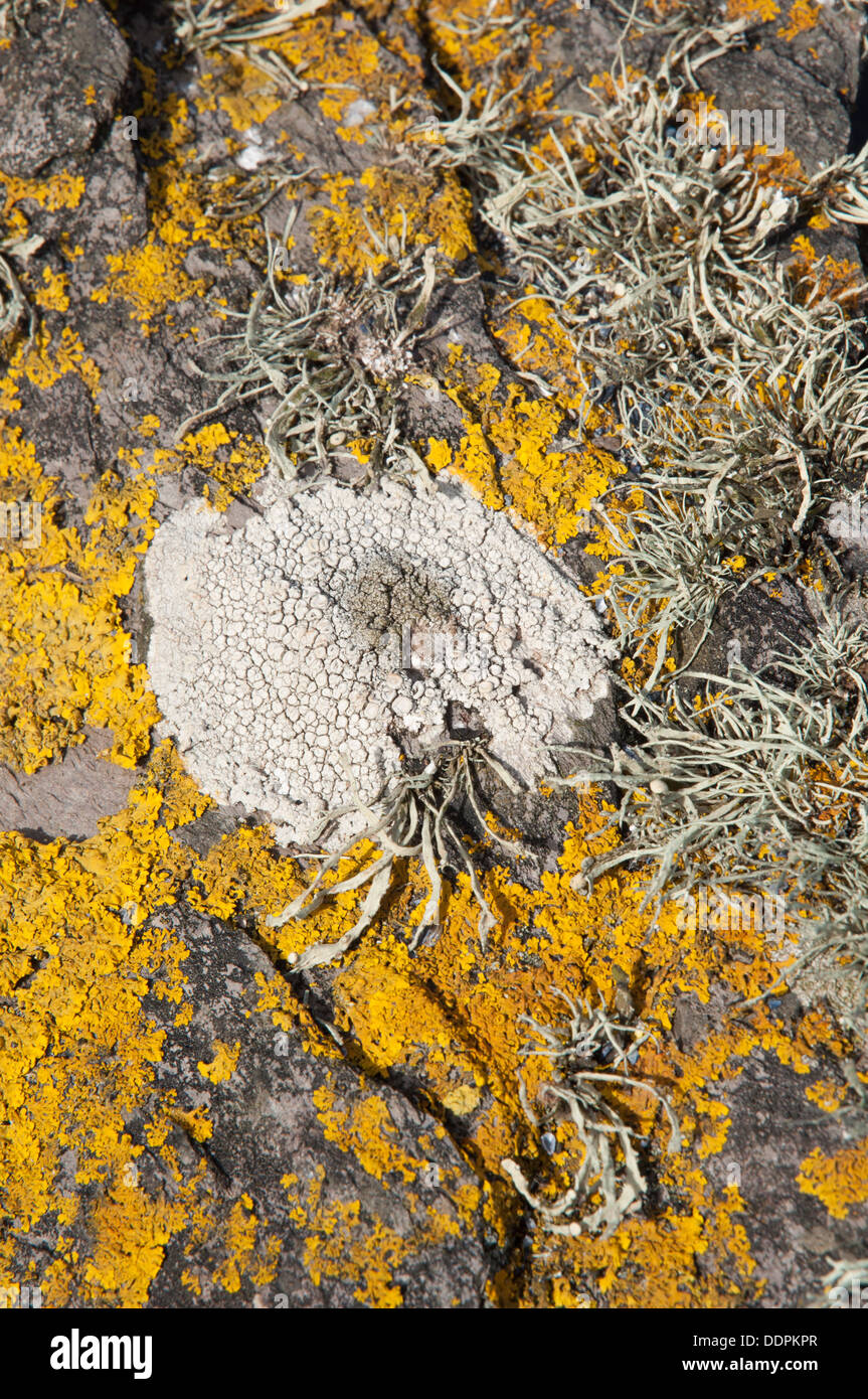 Orange and grey encrusting and foliose lichens on coastal rocks Stock Photo