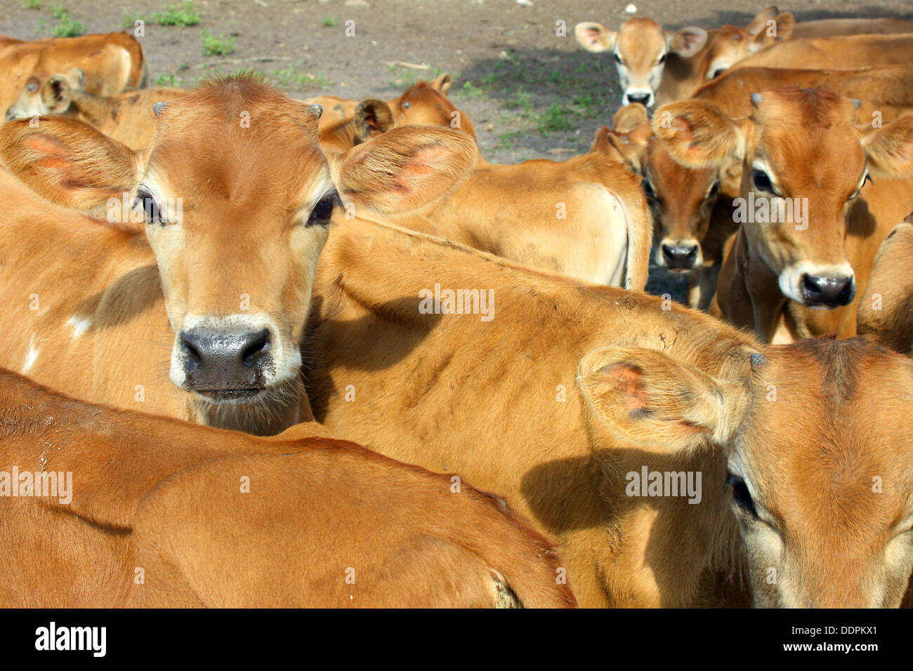 A group of tan colored baby Jersey Cows are standing outside on a farm, looking at the camera Stock Photo