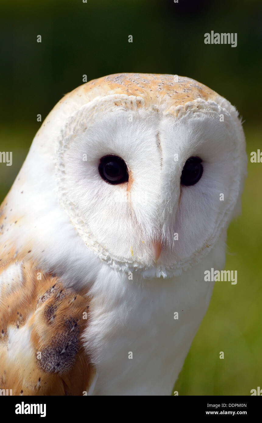 Common Barn Owl (Tyto Alba) -  a captive example used for breeding for reintegration into the wild and for display purposes. Stock Photo