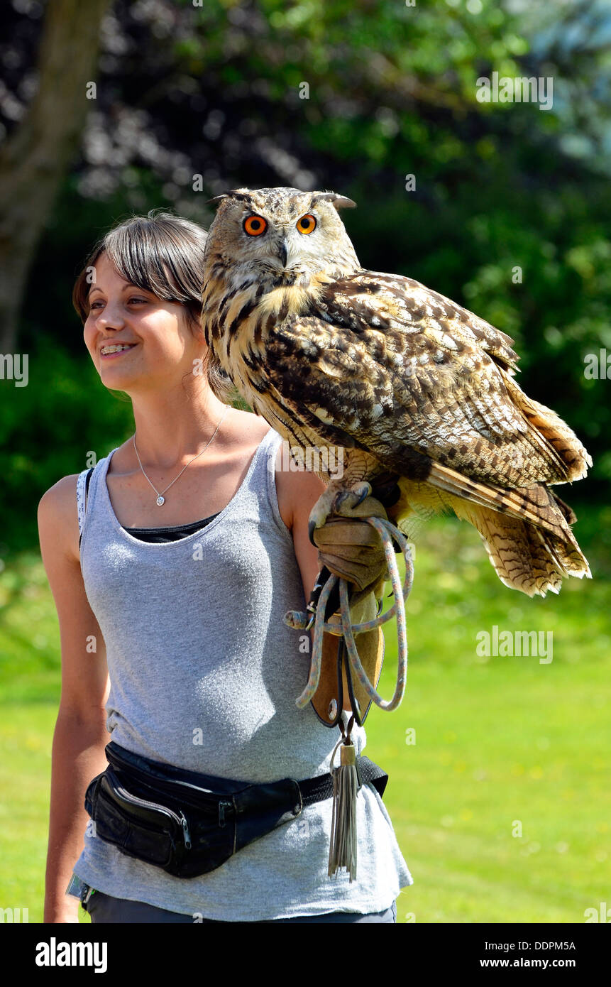 Young women with Eurasian Eagle Owl (Bubo Bubo) perched on her wrist at World Owl Trust, Muncaster Castle, Cumbria Stock Photo