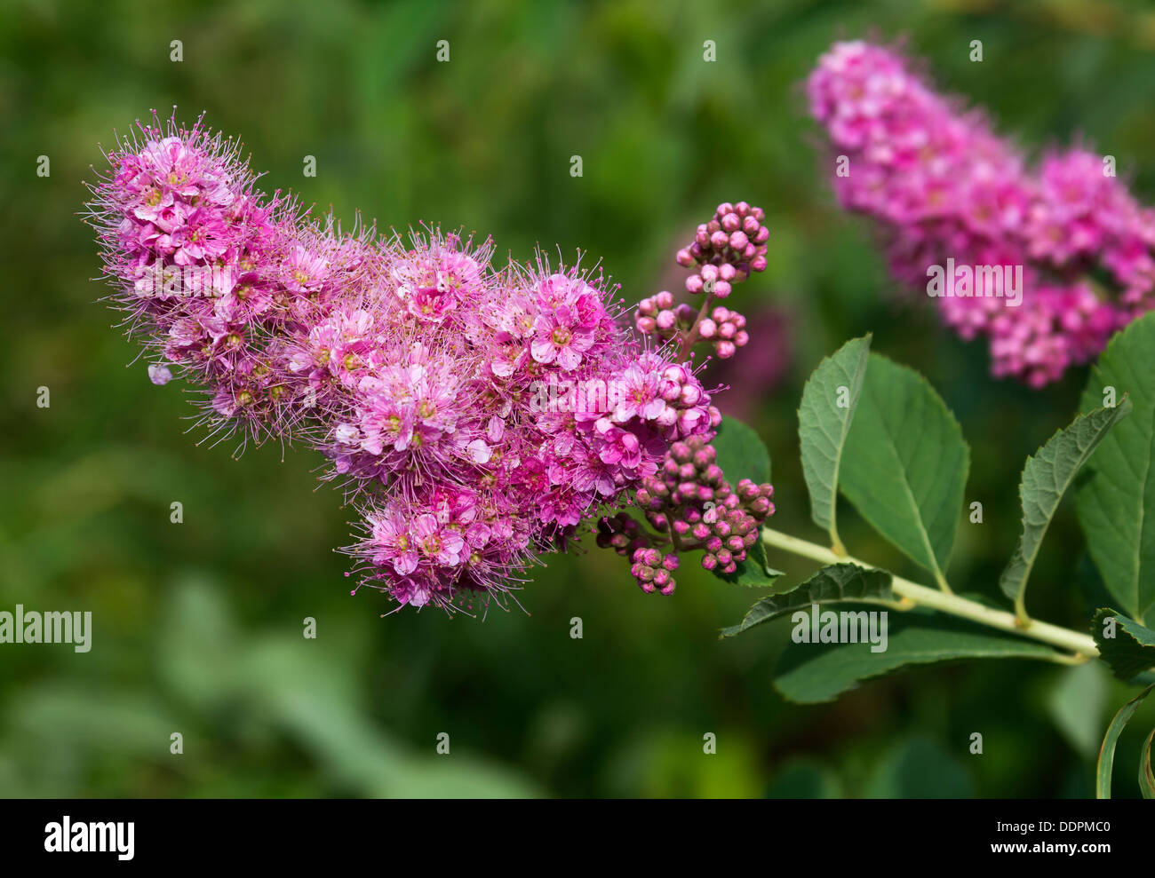 Pink bloom clusters hi-res stock photography and images - Alamy