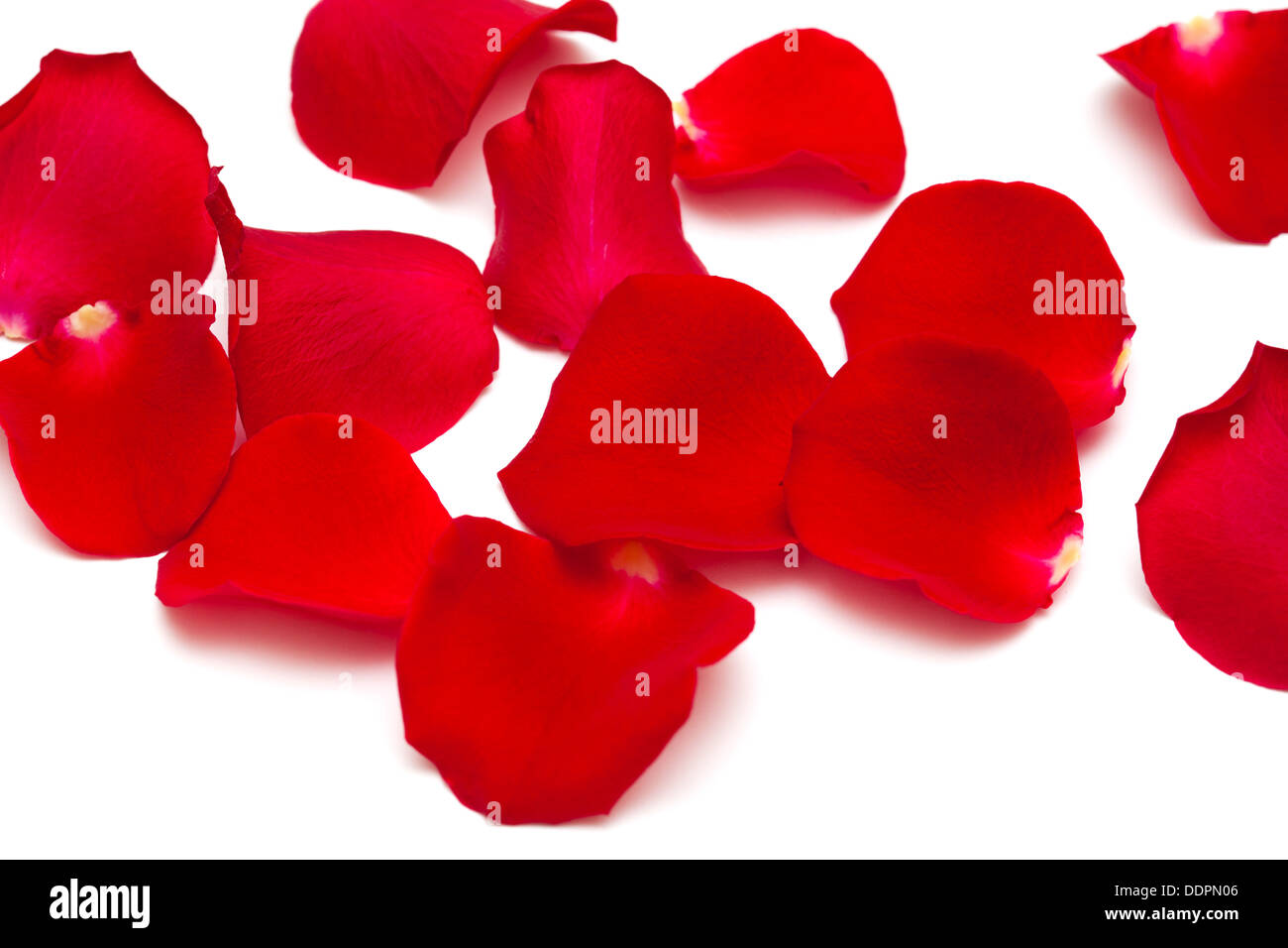 Rich rose petals hires stock photography and images Alamy