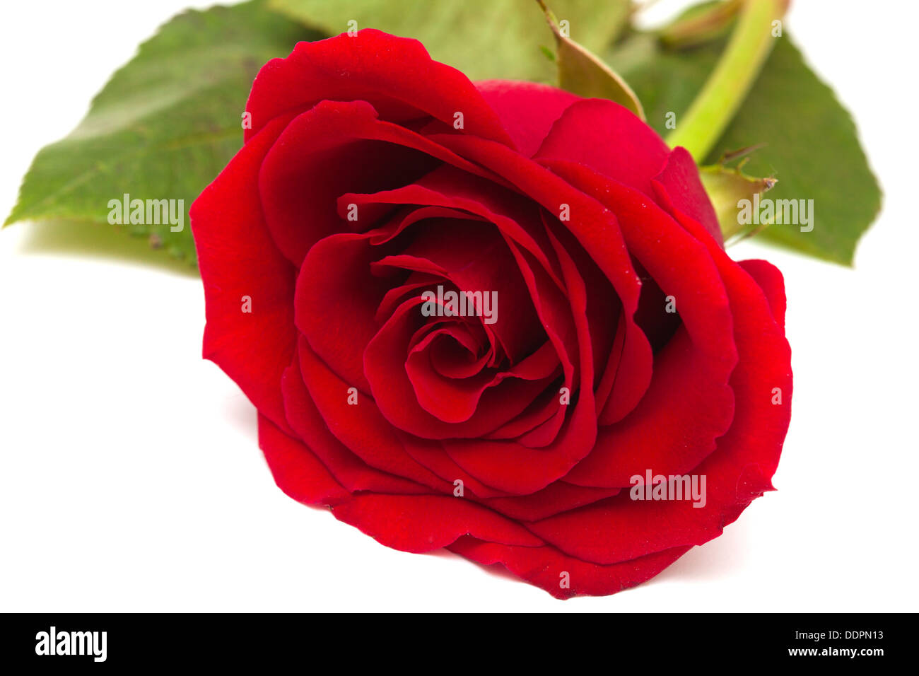 fully opened red rose on white surface isolated Stock Photo Alamy