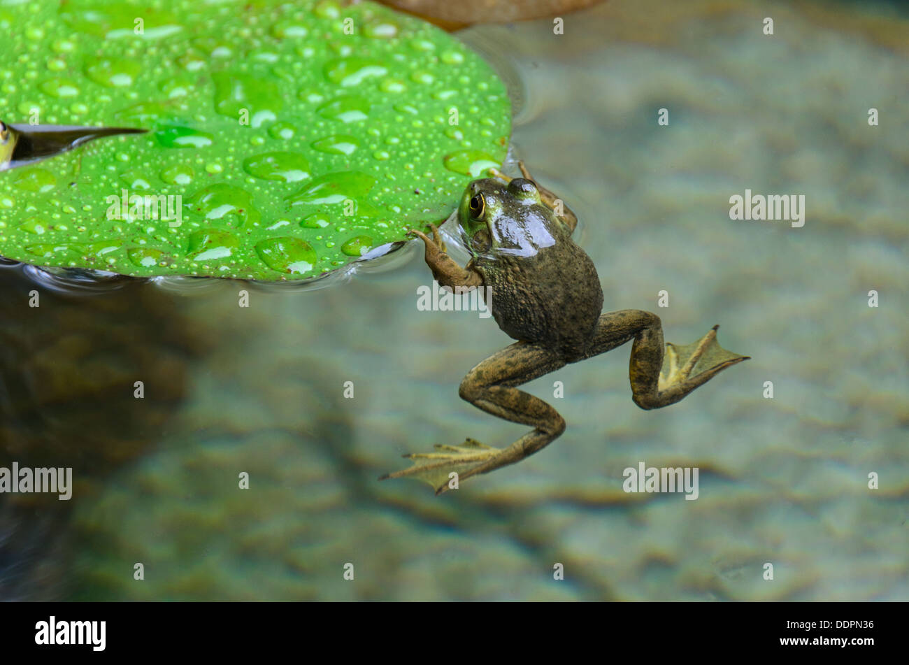 Northern Green Frog clinging to lily pad. Stock Photo