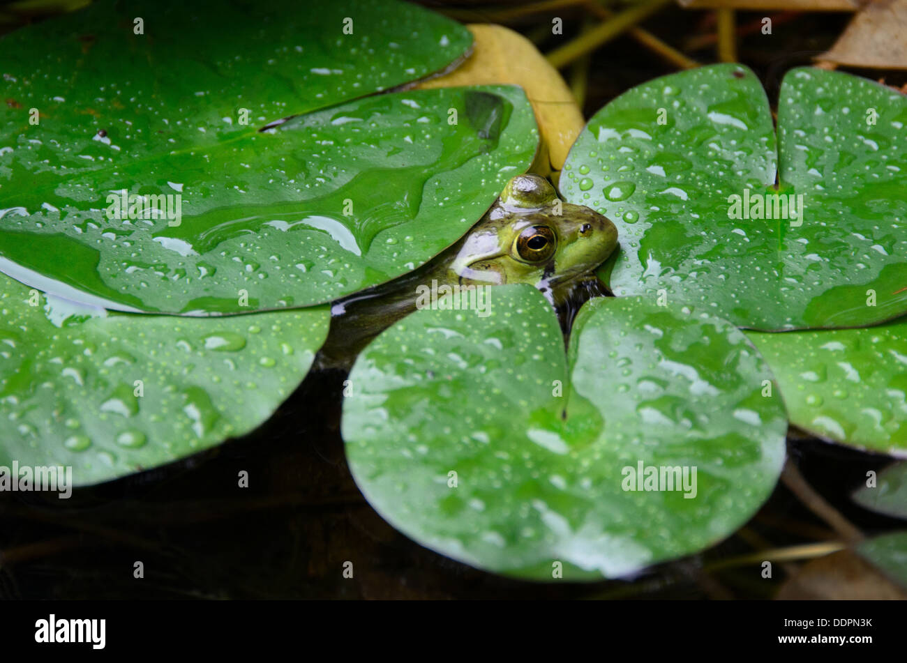 Northern Green Frog peeking out from under lily pads during a rain shower. Stock Photo