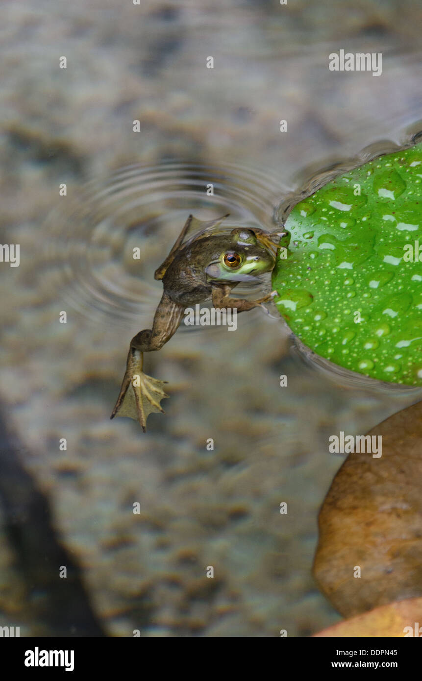 Northern Green Frog holding on to lily pad. Stock Photo