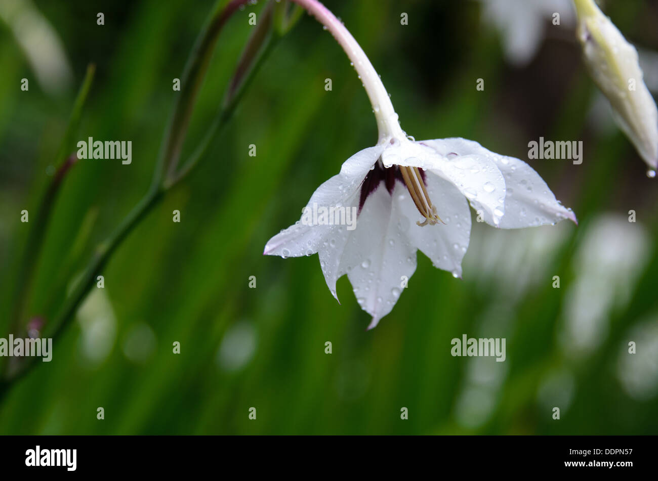 A Fragrant Gladiolus (Acidanthera) blossom swaying in a rain storm. Stock Photo