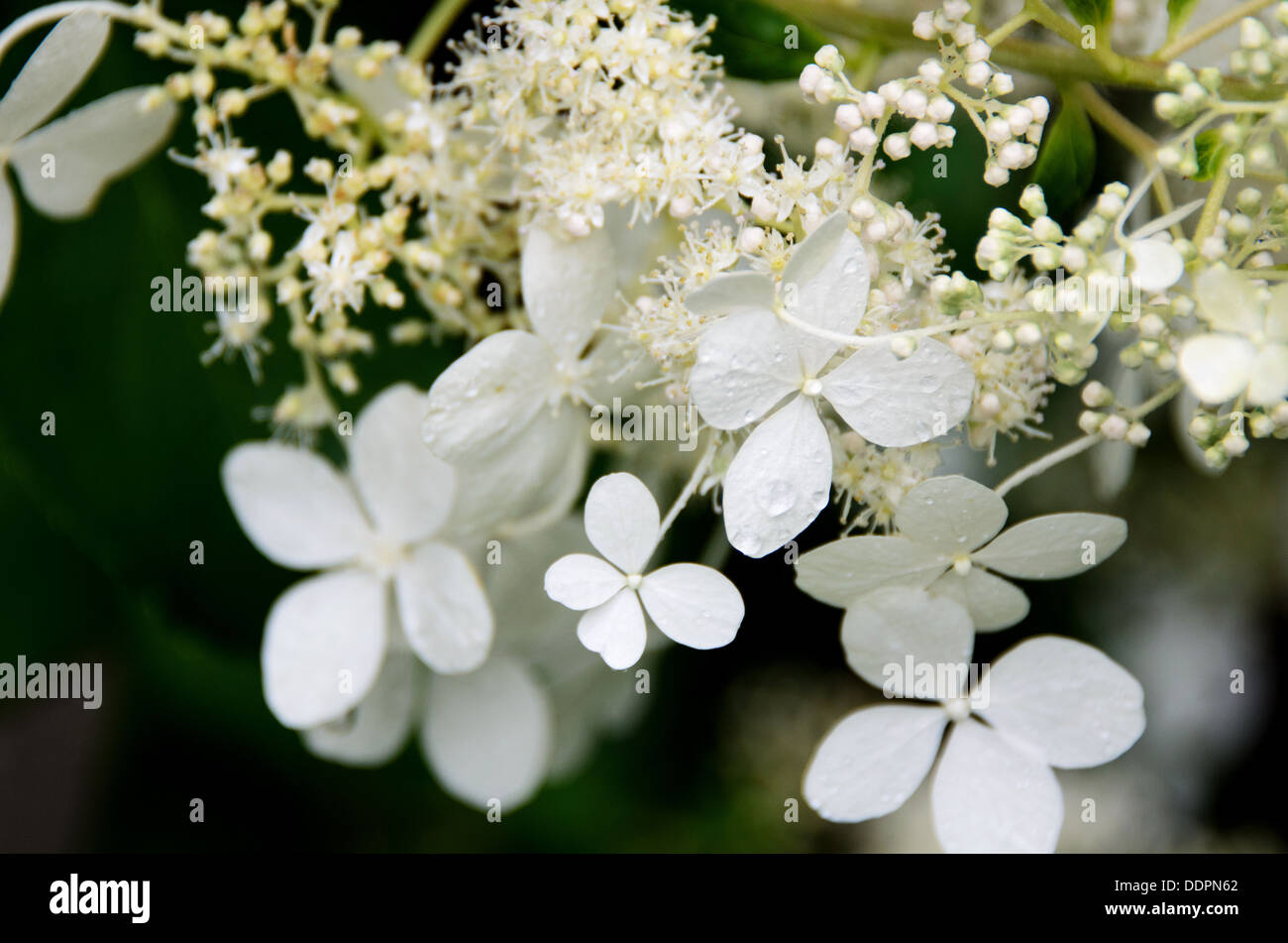 Close up of Hydrangea paniculata 'Brussels Lace.' Stock Photo Alamy