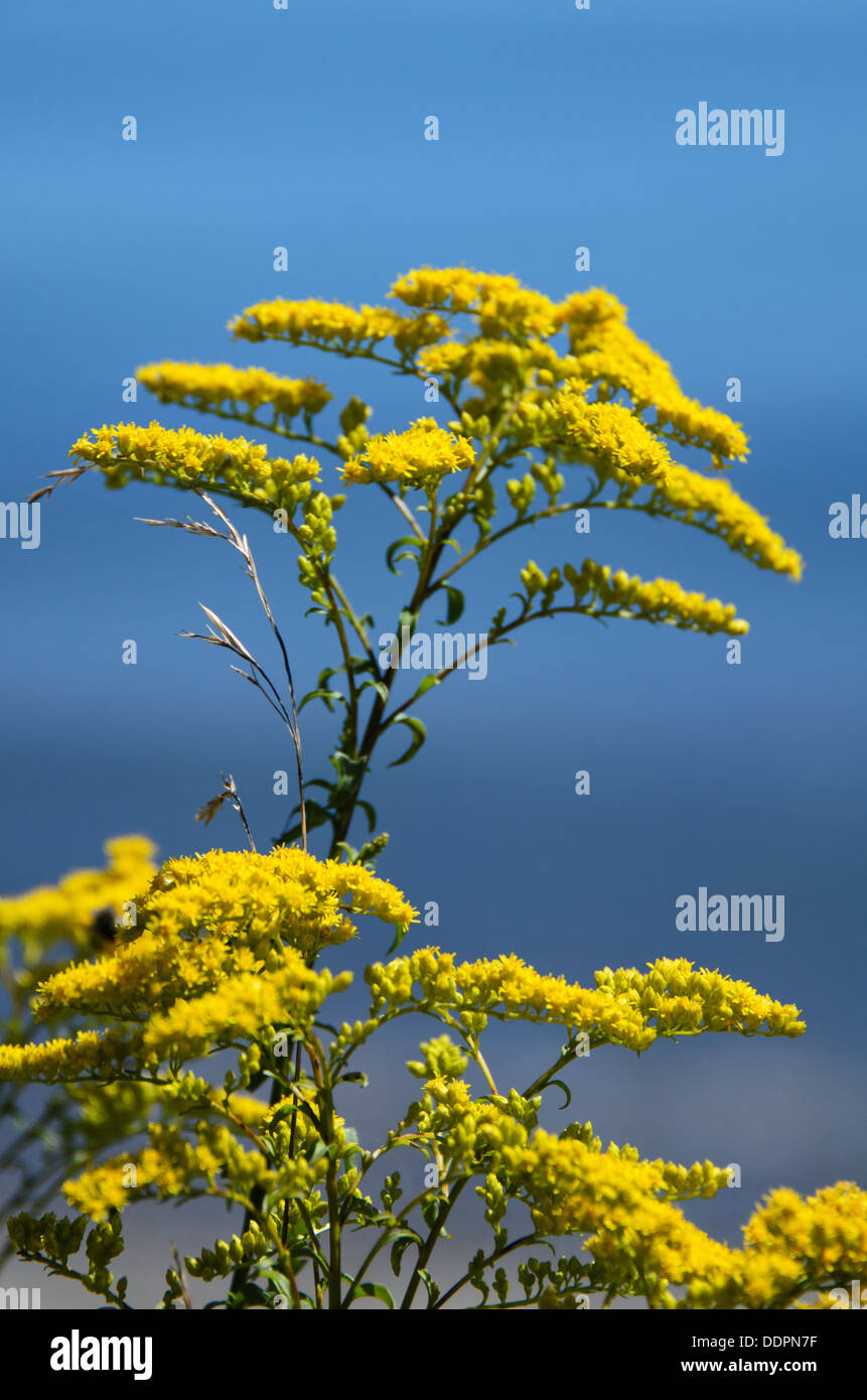 Goldenrod flowers with the sea in the background. Stock Photo