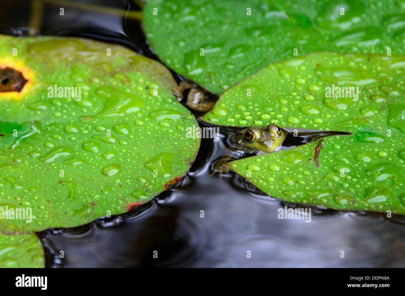 Northern Green Frog peering out from under lily pads during a rain shower. Stock Photo