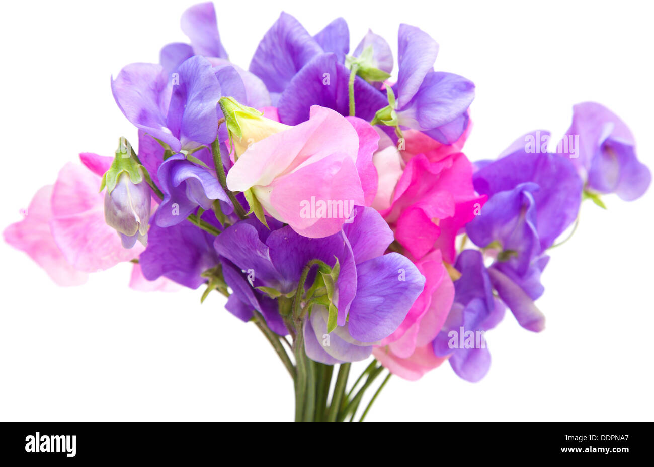 sweet pea flowers isolated on white Stock Photo