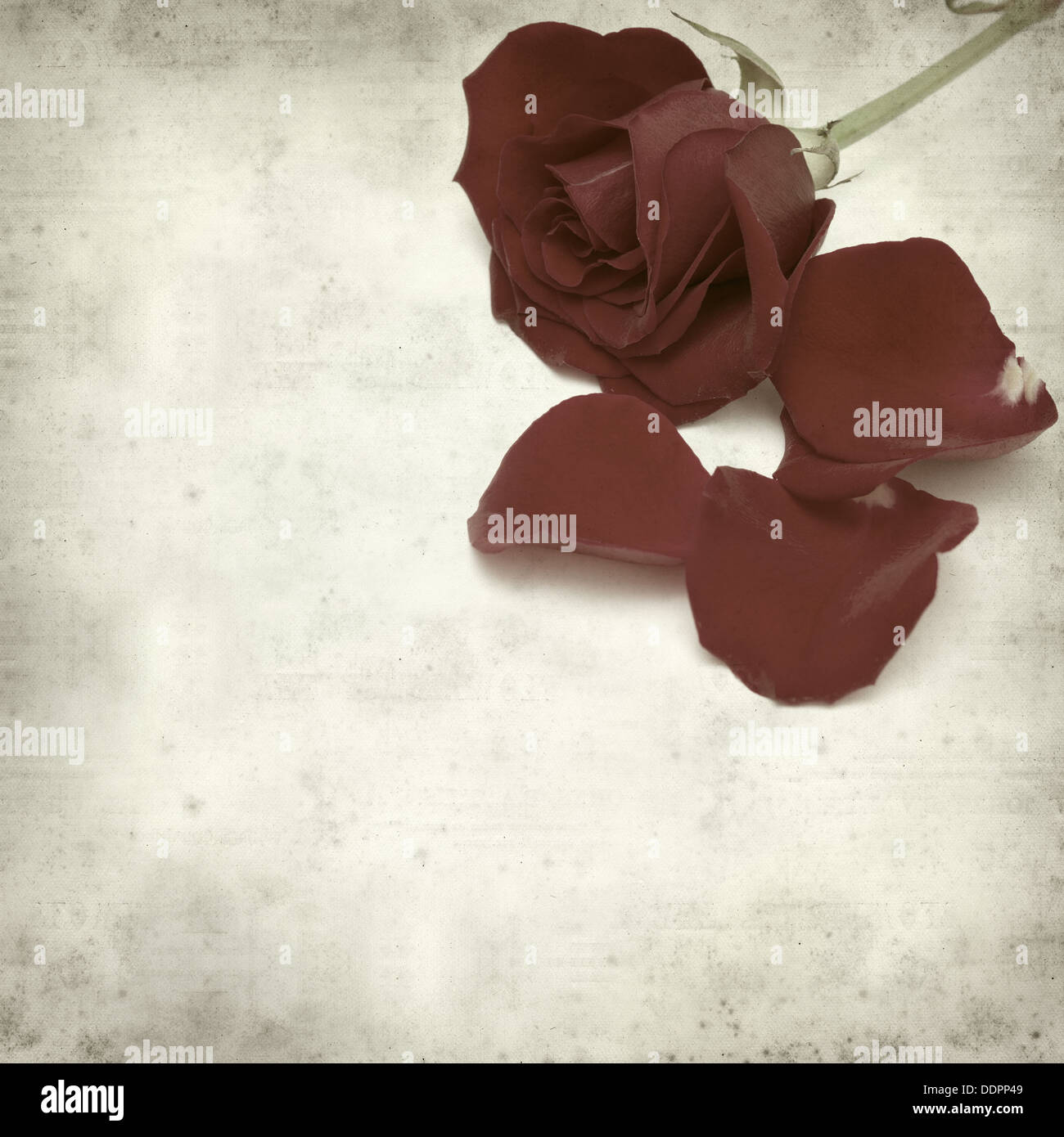 Rusty Paper Roses Backround textured old paper background with red rose Stock Photo - Alamy