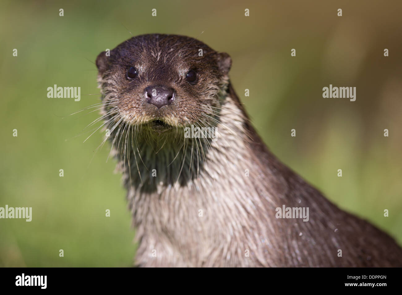 A close up portrait of a european otter Stock Photo