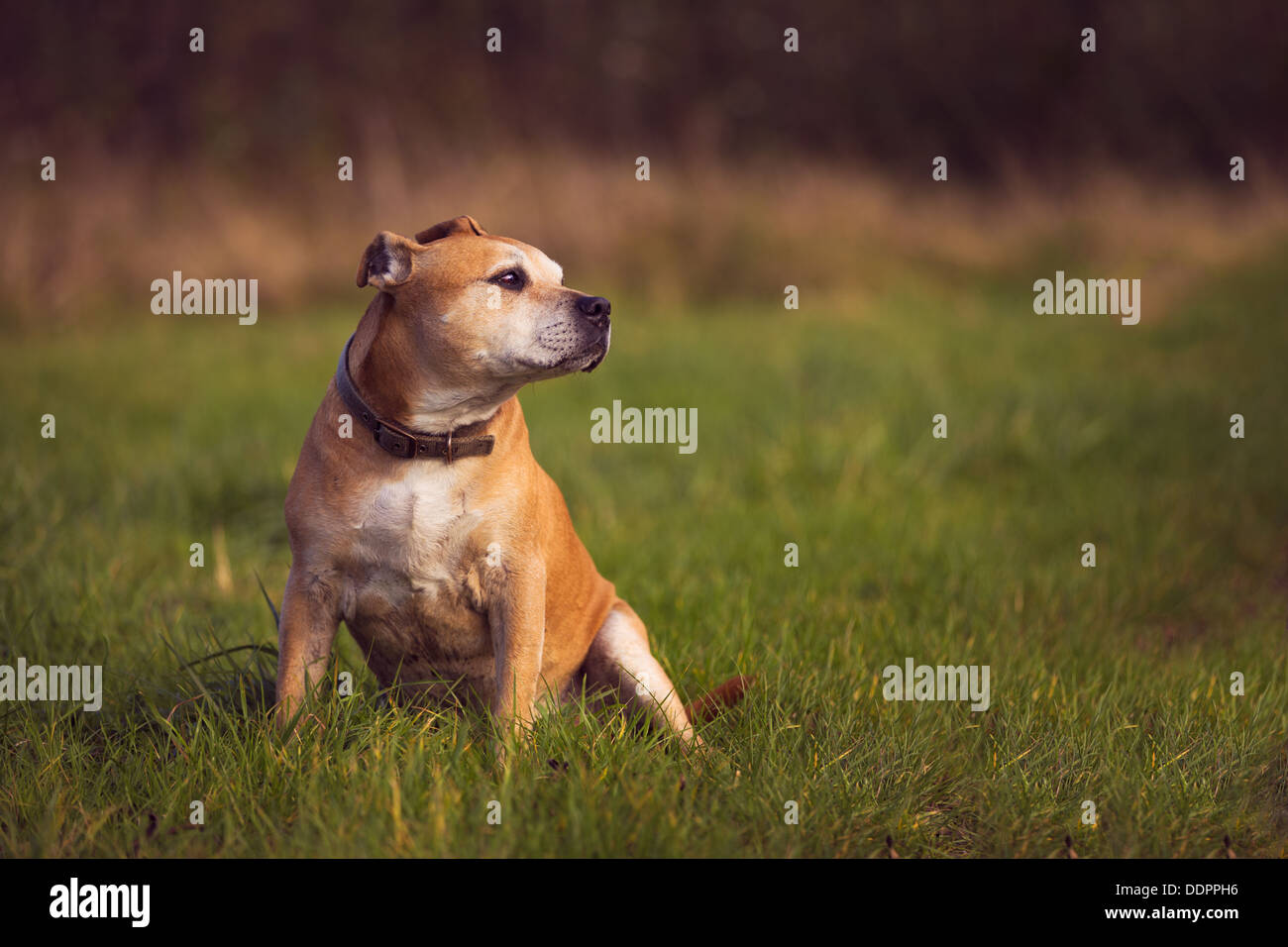 Training A Staffordshire Bull Terrier High Resolution Stock Photography ...