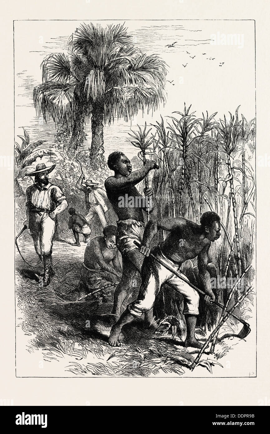 SLAVES WORKING ON A PLANTATION, UNITED STATES OF AMERICA, US, USA, 1870s engraving Stock Photo