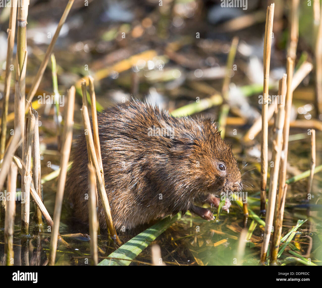 Native fauna, the European water vole (Arvicola amphibius), feeding in reeds at Wildfowl & Wetlands Trust, Arundel, West Sussex, England Stock Photo