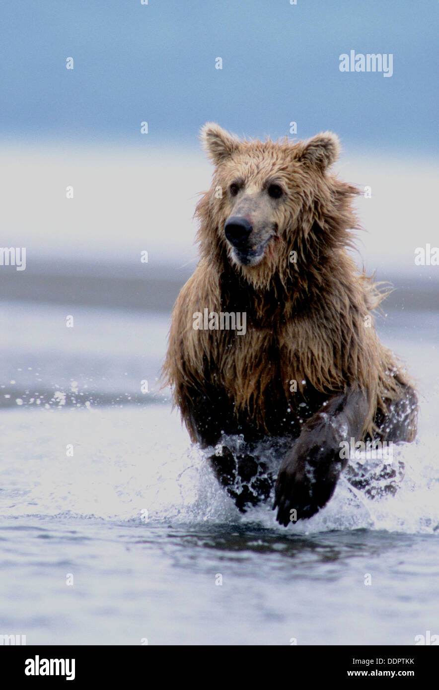 Brown bear chasing salmon at Hallo Bay in Katmai National Park Alaska Stock Photo