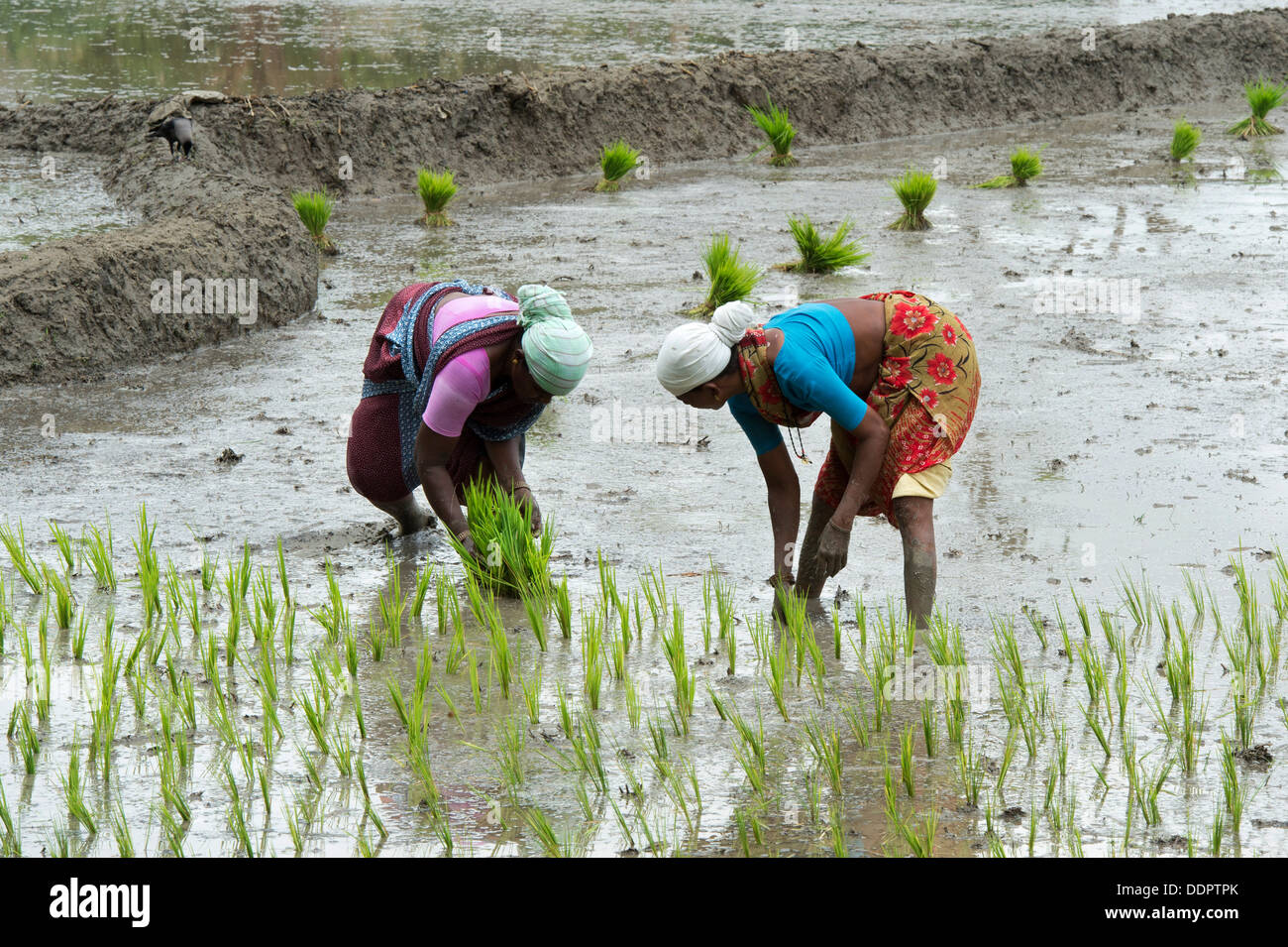 Indian women planting young rice plants in a paddy field. Andhra Pradesh, India Stock Photo