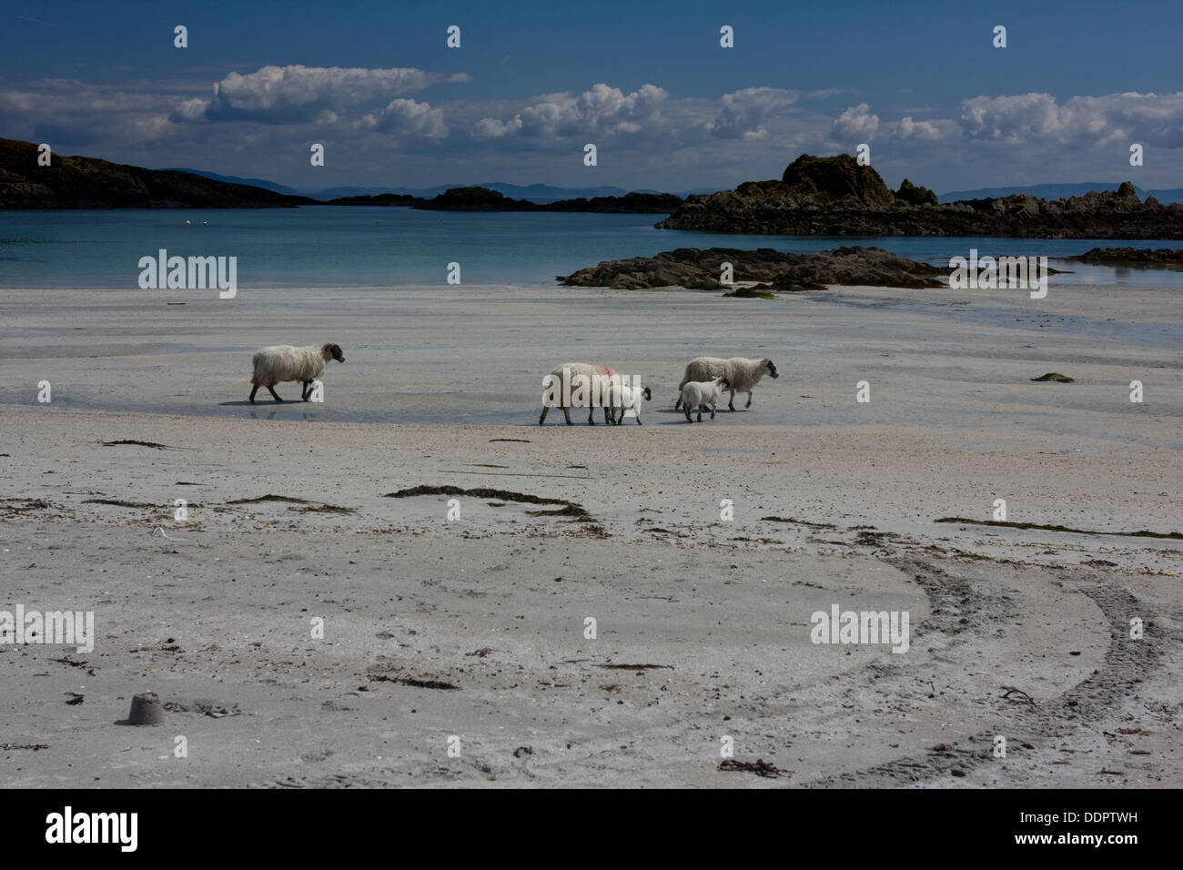 Arolainish Bay, Isle of Mull, Scotland, sheep crossing beach Stock Photo