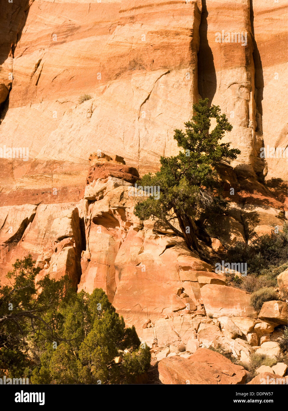 Land of the Sleeping Rainbow canyon: green pine tree outlined against dramatic striped orange and brown rock of rockface behind, Stock Photo