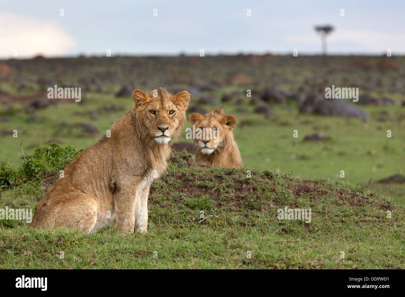 Adult male lion sitting hi-res stock photography and images - Alamy