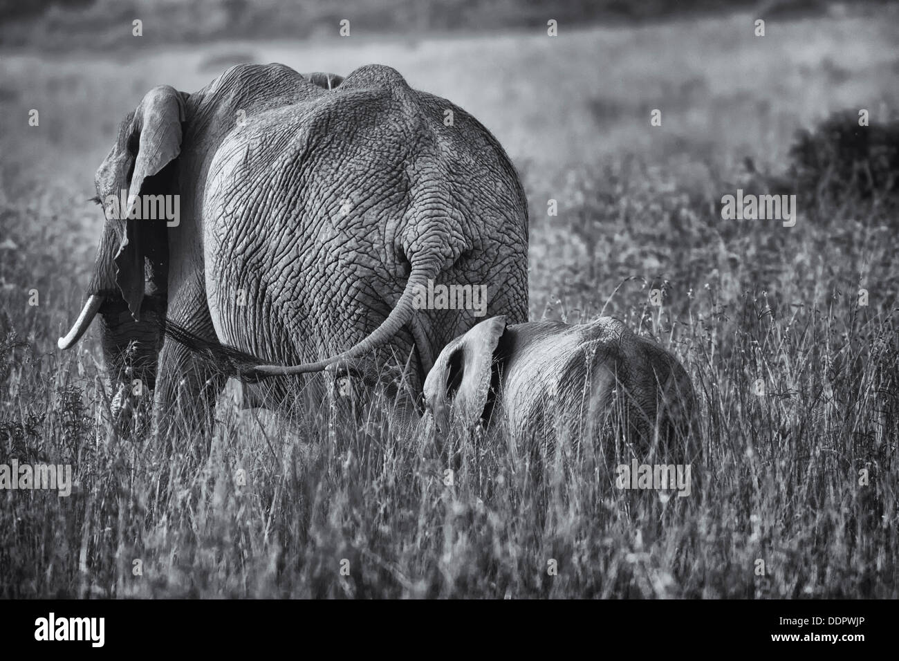 Monochrome close up of elephant mother and baby rear view walking through grass, Maasai Mara, Kenya Stock Photo