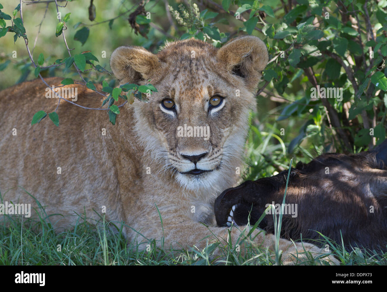 Close up detail of immature male lion lying in grass with wildebeest head, Masai Mara, Kenya, East Africa Stock Photo