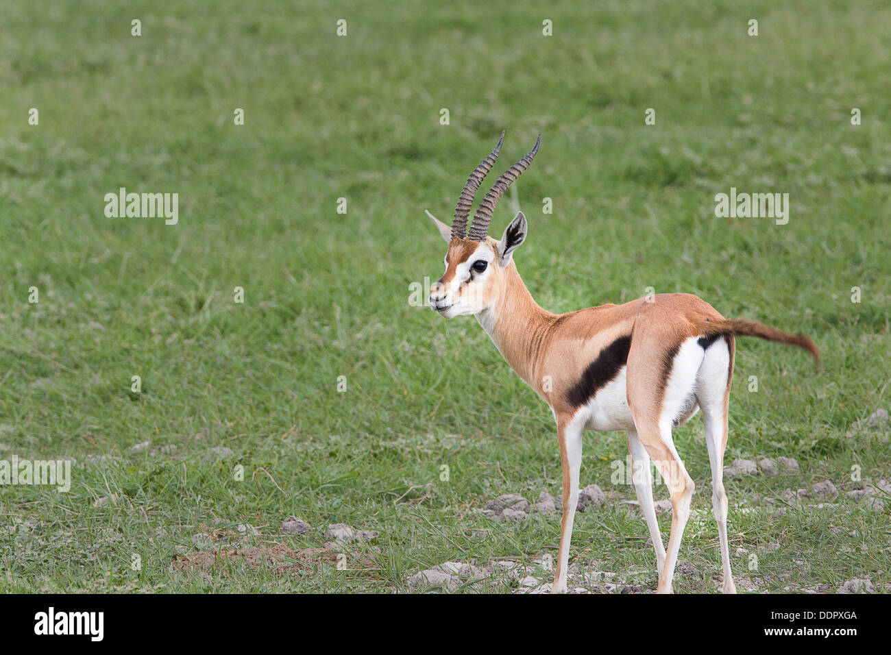African landscape with gazelle hi-res stock photography and images - Alamy