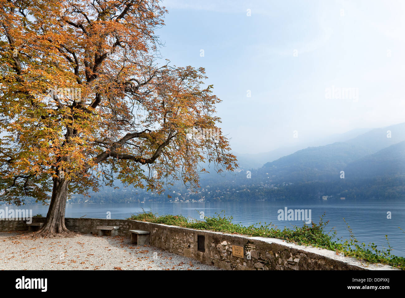 Beautiful old horsechestnut tree in autumn splendour beside stone wall overlooking blue calm waters of lake Como on misty fall a Stock Photo