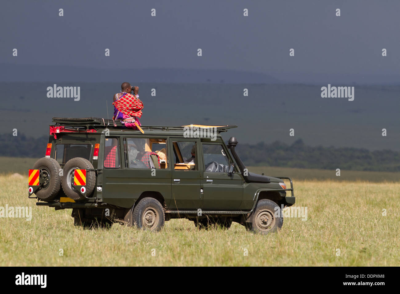 Green safari jeep parked diagonally on Mara plain with Masai spotter wearing red shuka, sitting on roof, looking through binocul Stock Photo