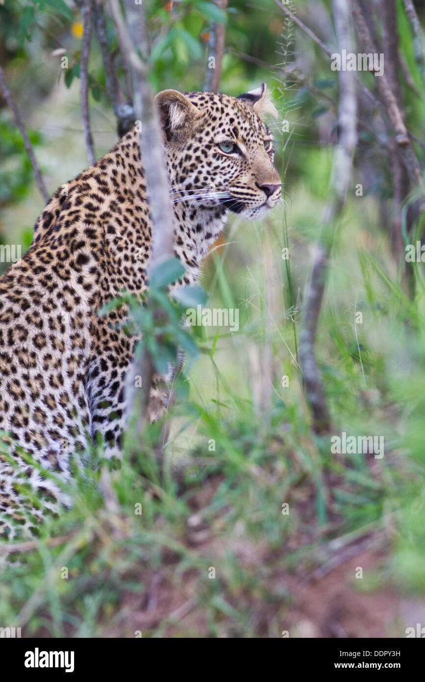 Black leopard rear hi-res stock photography and images - Alamy