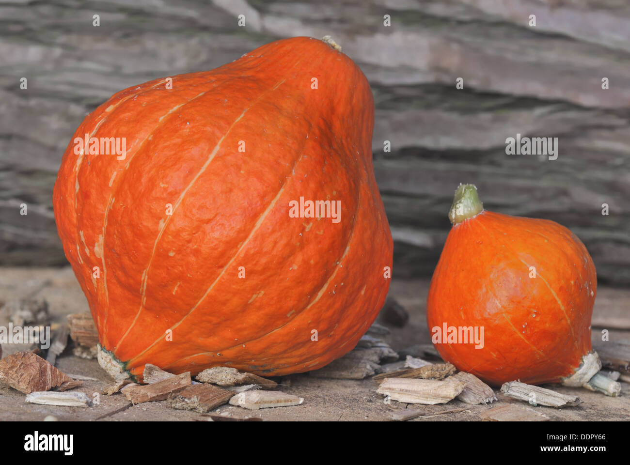 big and little pumpkins in a wooden place Stock Photo - Alamy