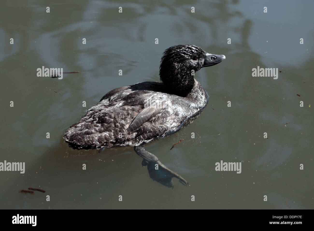 Female Australian Musk Duck Biziura lobata Family Anatidae Stock