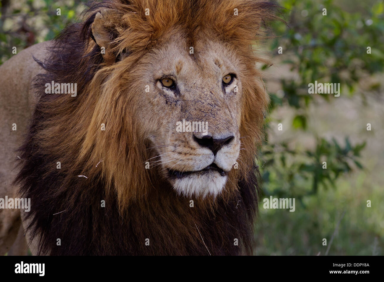 Magnificent adult lion close up front -side view detail of face, Masai Mara, Kenya, East Africa Stock Photo
