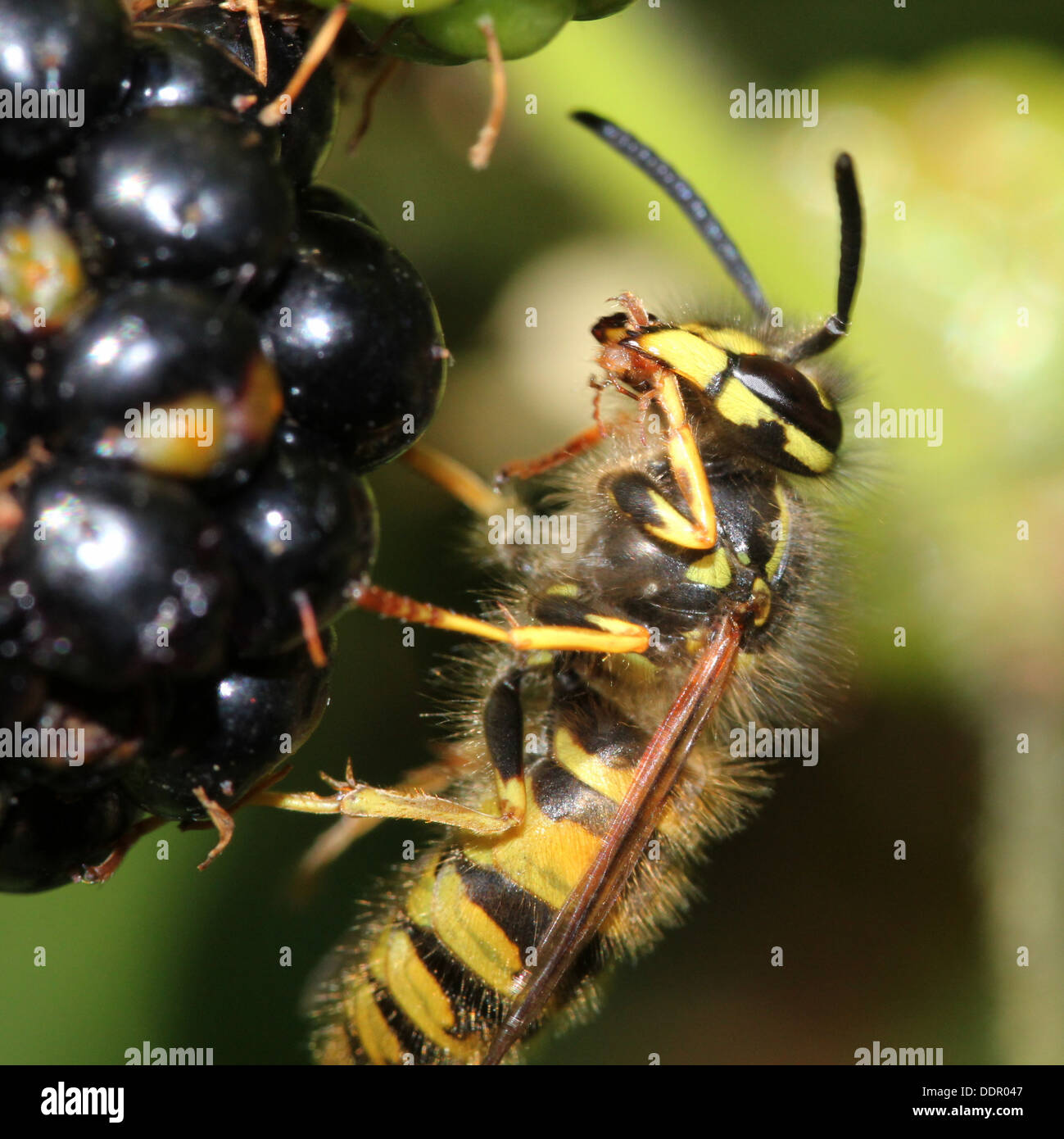 Common wasp ( Vespula vulgaris) feeding on a blackberry Stock Photo
