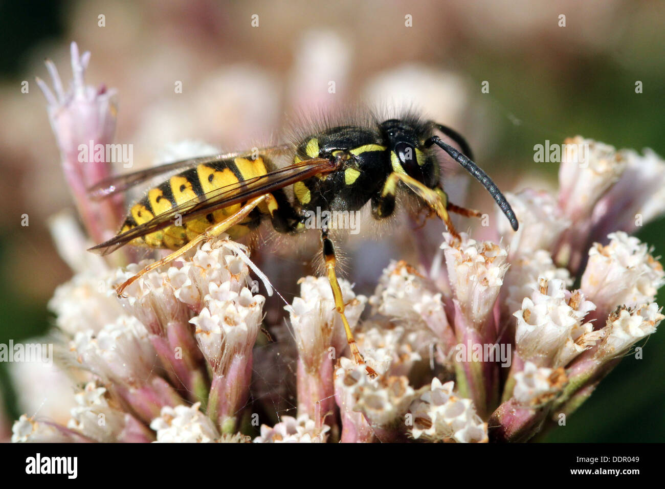 Common wasp ( Vespula vulgaris) feeding on  flower Stock Photo