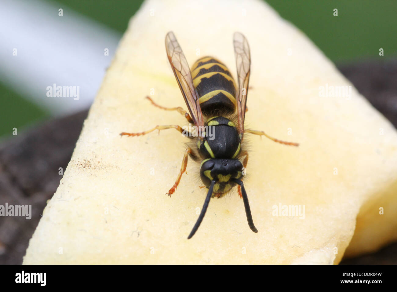 Common wasp ( Vespula vulgaris) feeding on fruit and on flowers (16 images in series) Stock Photo
