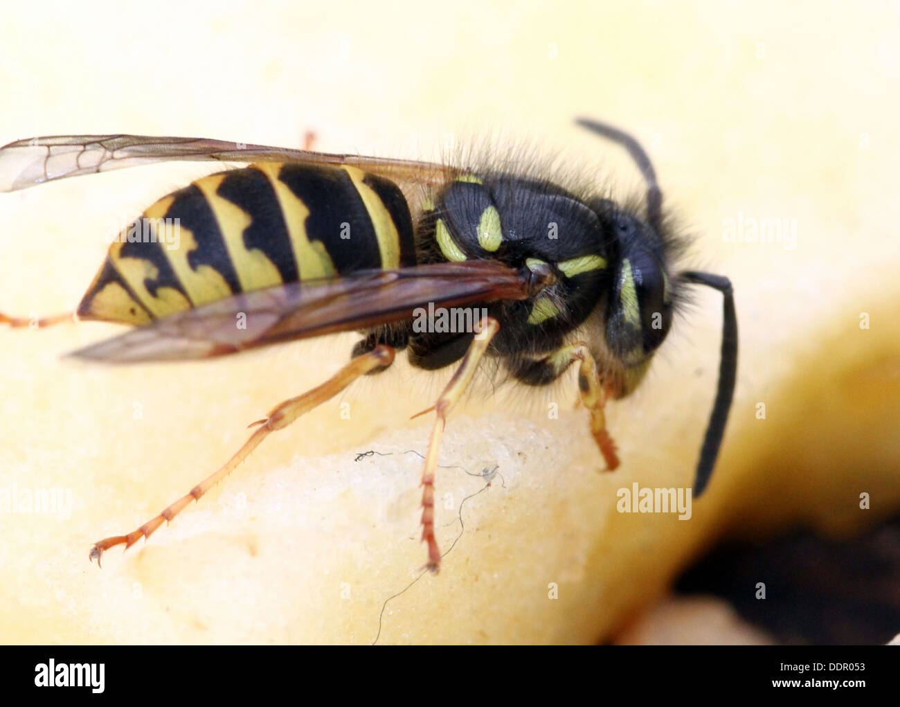 Common wasp ( Vespula vulgaris) feeding on fruit and on flowers (16 images in series) Stock Photo
