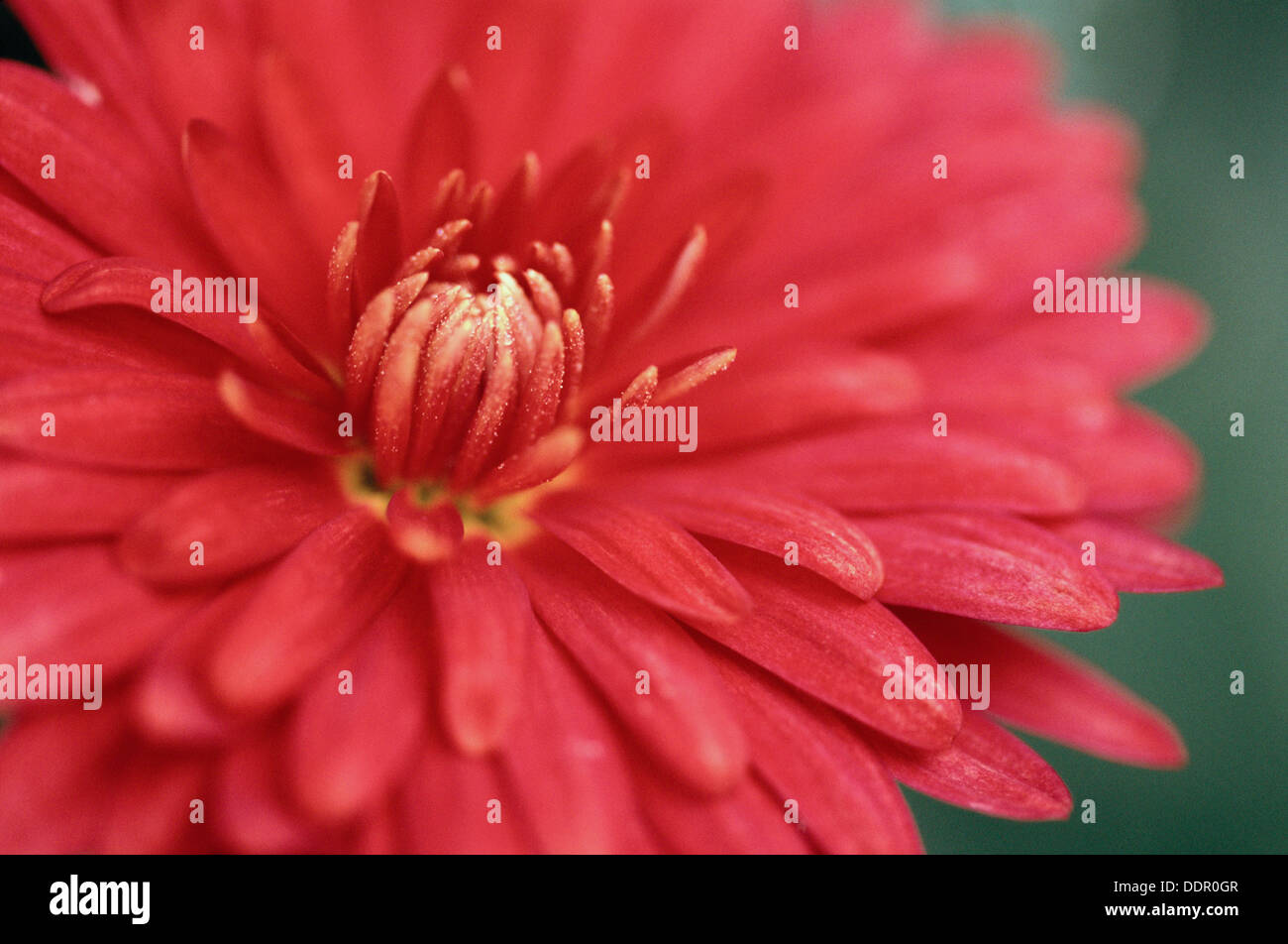 Chrysanthemum sp hi-res stock photography and images - Alamy