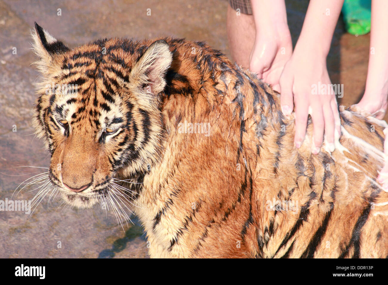 Person take a bath for a tiger Stock Photo