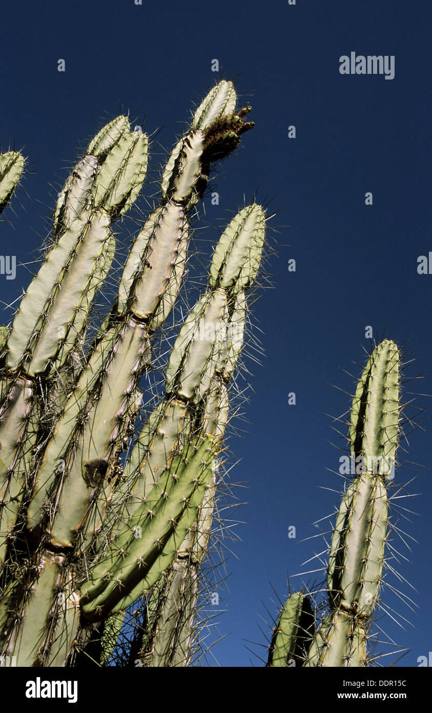 Cactus (Armatocereus). Colca Canyon, Peru Stock Photo - Alamy