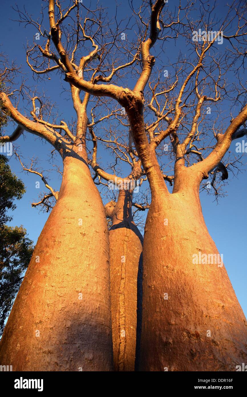 S baobab tree hi-res stock photography and images - Alamy