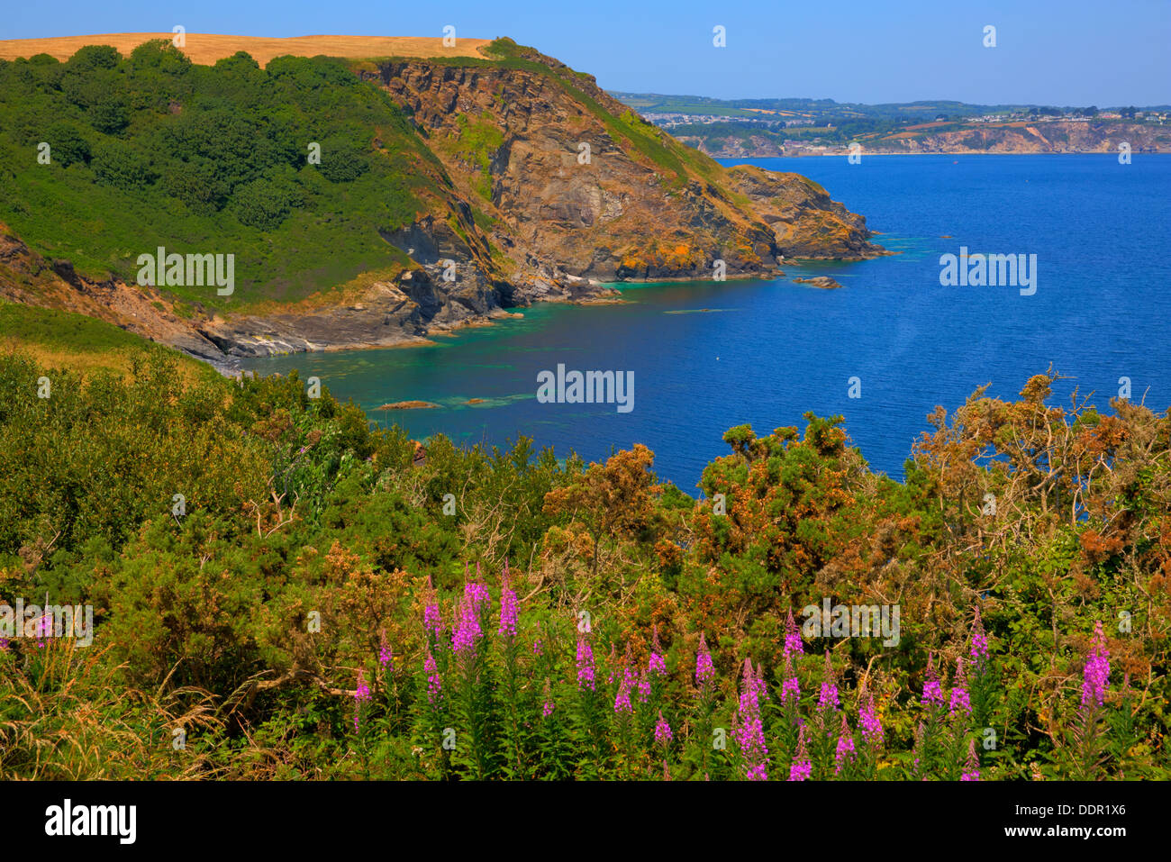 St Austell Bay Cornwall from Black Head headland between Porthpean and Pentewan England with pink flowers Stock Photo